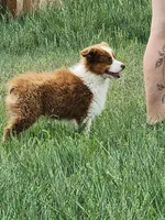 Hank - Great for show or pet, a male Australian Shepherd for sale in Cheyenne, WY – Photo 5 of 8