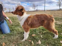 Hank - Great for show or pet, a male Australian Shepherd for sale in Cheyenne, WY – Photo 1 of 8