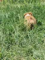 Hank - Great for show or pet, a male Australian Shepherd for sale in Cheyenne, WY – Photo 6 of 8