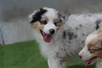 Carlos, a male Australian Shepherd for sale in Cheyenne, WY – 3 of 6