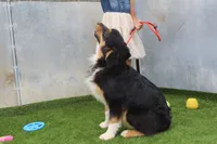 Dexter, a male Australian Shepherd for sale in Cheyenne, WY – 6 of 10
