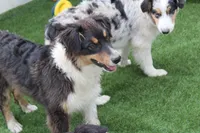 Dudly - Aka Studly!, a male Australian Shepherd for sale in Cheyenne, WY – 1 of 6