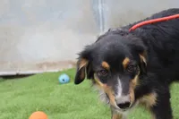 Dexter, a male Australian Shepherd for sale in Cheyenne, WY – 7 of 10