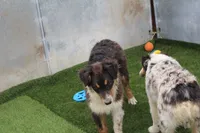 Dudly - Aka Studly!, a male Australian Shepherd for sale in Cheyenne, WY – 4 of 6