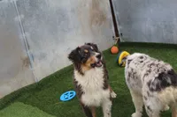Dudly - Aka Studly!, a male Australian Shepherd for sale in Cheyenne, WY – 6 of 6