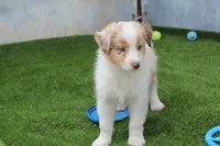 Niles, a male Australian Shepherd for sale in Cheyenne, WY – 3 of 10