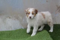 Niles, a male Australian Shepherd for sale in Cheyenne, WY – 2 of 10