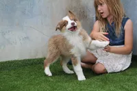 Rosie, a female Australian Shepherd for sale in Cheyenne, WY – 5 of 8