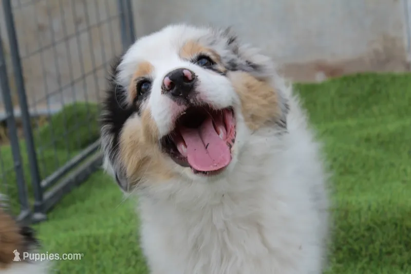 Carlos – Australian Shepherd puppy for sale in Cheyenne, WY