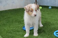Niles, a male Australian Shepherd for sale in Cheyenne, WY – 6 of 10