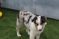 Delilah, a female Australian Shepherd for sale in Cheyenne, WY – 5 of 6