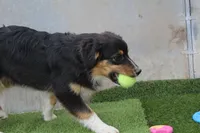 Dexter, a male Australian Shepherd for sale in Cheyenne, WY – 9 of 10