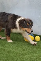Dudly - Aka Studly!, a male Australian Shepherd for sale in Cheyenne, WY – 5 of 6