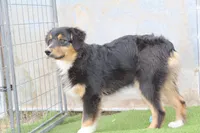 Dexter, a male Australian Shepherd for sale in Cheyenne, WY – 8 of 10