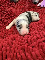 Bingo, a male Miniature Australian Shepherd for sale in Mount Hope, WI – Photo 5 of 9