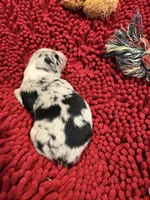 Bingo, a male Miniature Australian Shepherd for sale in Mount Hope, WI – Photo 6 of 9