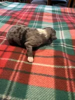 Bingo, a male Miniature Australian Shepherd for sale in Mount Hope, WI – Photo 8 of 9