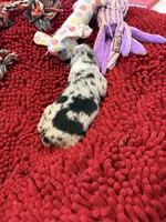 Bingo, a male Miniature Australian Shepherd for sale in Mount Hope, WI – Photo 4 of 9