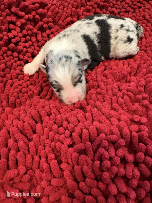 Bingo – Miniature Australian Shepherd puppy for sale in Mount Hope, WI