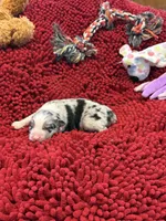 Bingo, a male Miniature Australian Shepherd for sale in Mount Hope, WI – Photo 2 of 9