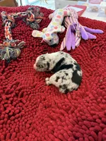 Bingo, a male Miniature Australian Shepherd for sale in Mount Hope, WI – Photo 3 of 9