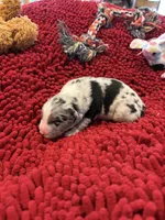 Bingo, a male Miniature Australian Shepherd for sale in Mount Hope, WI – Photo 7 of 9