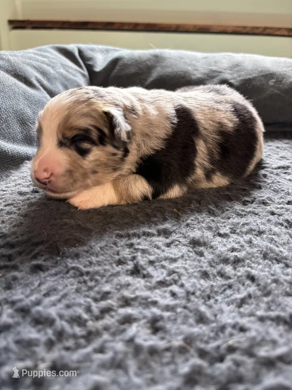 Bingo – Miniature Australian Shepherd puppy for sale in Mount Hope, WI