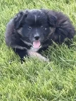 Bowie, a male Miniature Australian Shepherd for sale in Mount Hope, WI – 6 of 10