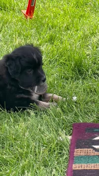 Bowie, a male Miniature Australian Shepherd for sale in Mount Hope, WI – 9 of 10