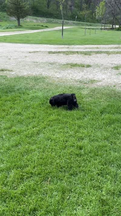 Bowie, a male Miniature Australian Shepherd for sale in Mount Hope, WI – 7 of 10