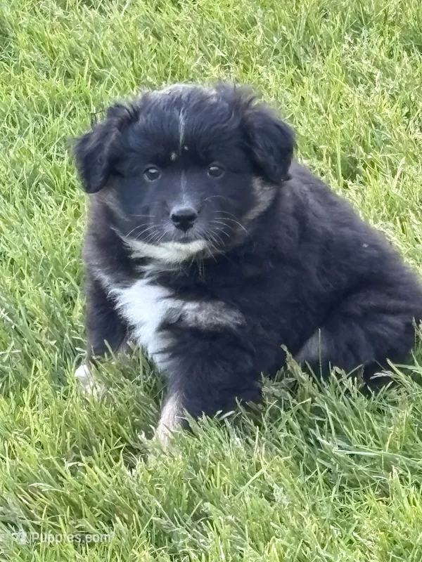 Bowie – Miniature Australian Shepherd puppy for sale in Mount Hope, WI