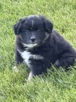 Bowie, a male Miniature Australian Shepherd for sale in Mount Hope, WI – 4 of 10