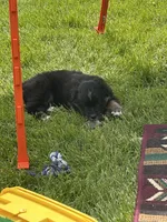 Bowie, a male Miniature Australian Shepherd for sale in Mount Hope, WI – 5 of 10
