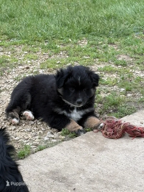 Bowie – Miniature Australian Shepherd puppy for sale in Mount Hope, WI
