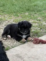 Bowie, a male Miniature Australian Shepherd for sale in Mount Hope, WI – 1 of 10