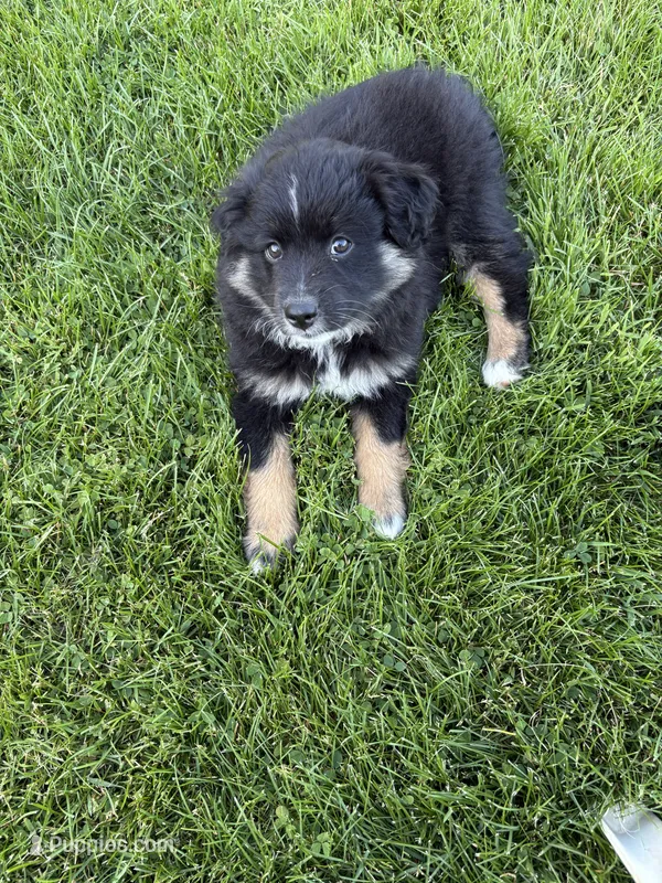 Bowie – Miniature Australian Shepherd puppy for sale in Mount Hope, WI