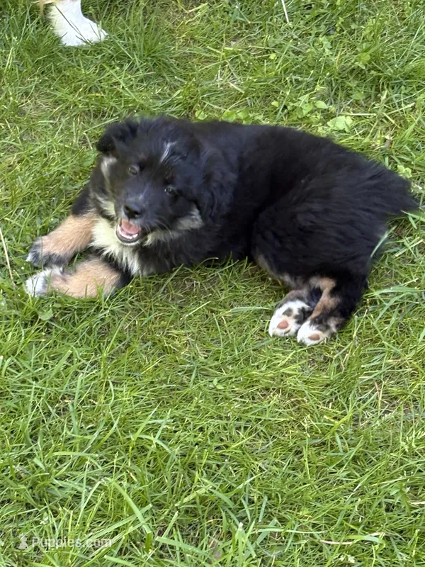 Bowie – Miniature Australian Shepherd puppy for sale in Mount Hope, WI