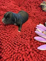 Bowie, a male Miniature Australian Shepherd for sale in Mount Hope, WI – Photo 2 of 9