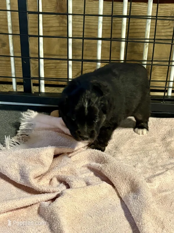 Bowie – Miniature Australian Shepherd puppy for sale in Mount Hope, WI