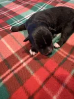 Bowie, a male Miniature Australian Shepherd for sale in Mount Hope, WI – Photo 8 of 9