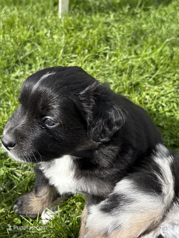 Bowie – Miniature Australian Shepherd puppy for sale in Mount Hope, WI