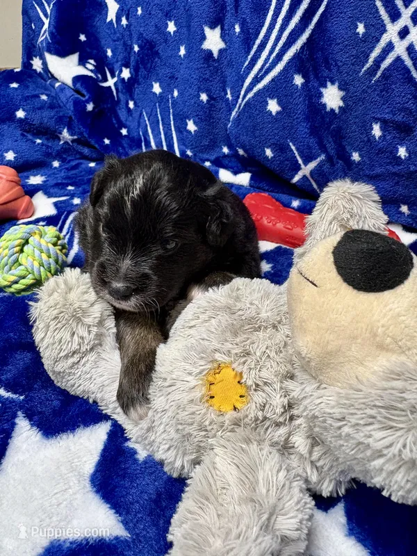 Bowie – Miniature Australian Shepherd puppy for sale in Mount Hope, WI