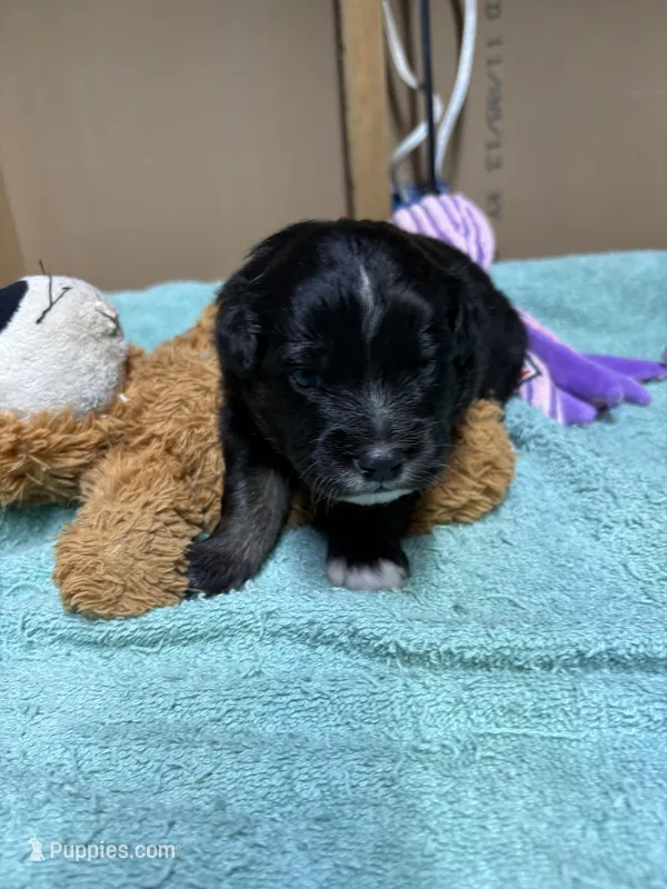 Bowie – Miniature Australian Shepherd puppy for sale in Mount Hope, WI