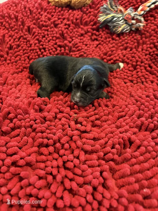 Bowie – Miniature Australian Shepherd puppy for sale in Mount Hope, WI