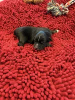 Bowie, a male Miniature Australian Shepherd for sale in Mount Hope, WI – Photo 1 of 9