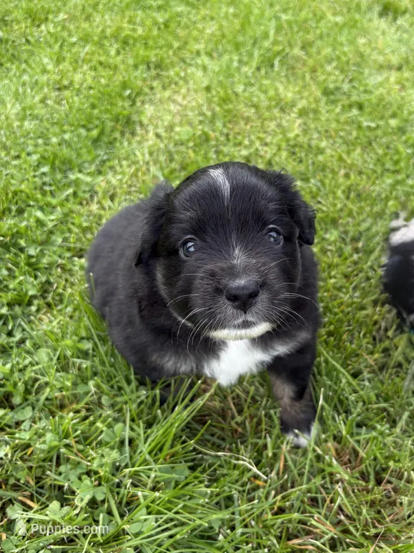 Bowie – Miniature Australian Shepherd puppy for sale in Mount Hope, WI