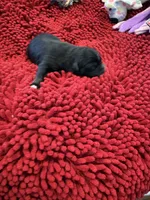 Bowie, a male Miniature Australian Shepherd for sale in Mount Hope, WI – Photo 3 of 9