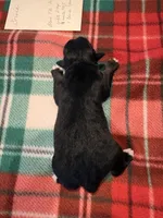 Bowie, a male Miniature Australian Shepherd for sale in Mount Hope, WI – Photo 5 of 9