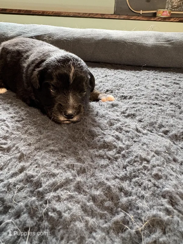 Bowie – Miniature Australian Shepherd puppy for sale in Mount Hope, WI