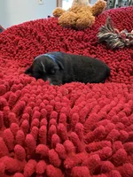 Bowie, a male Miniature Australian Shepherd for sale in Mount Hope, WI – Photo 6 of 9